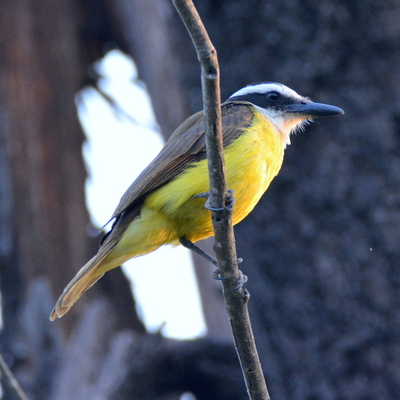 Lesser Kiskadee (2)